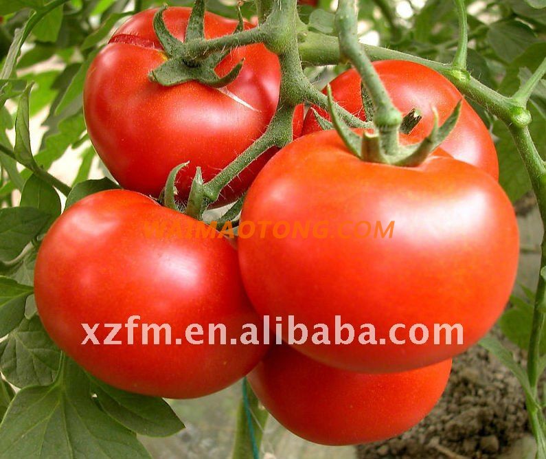 AL MUDHISH Tomato Paste 70g Factory Price