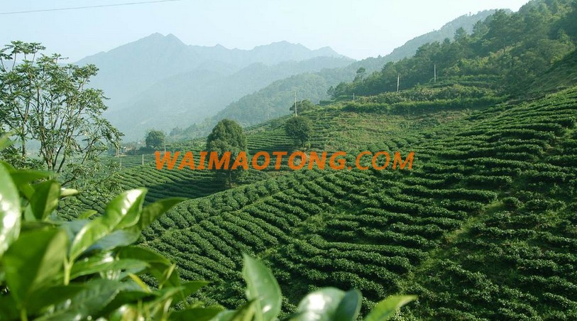 More Than 10 Years Professional Organic Certified Matcha/Green Tea Powder/Culinary & Soluble Grade Factory Supply