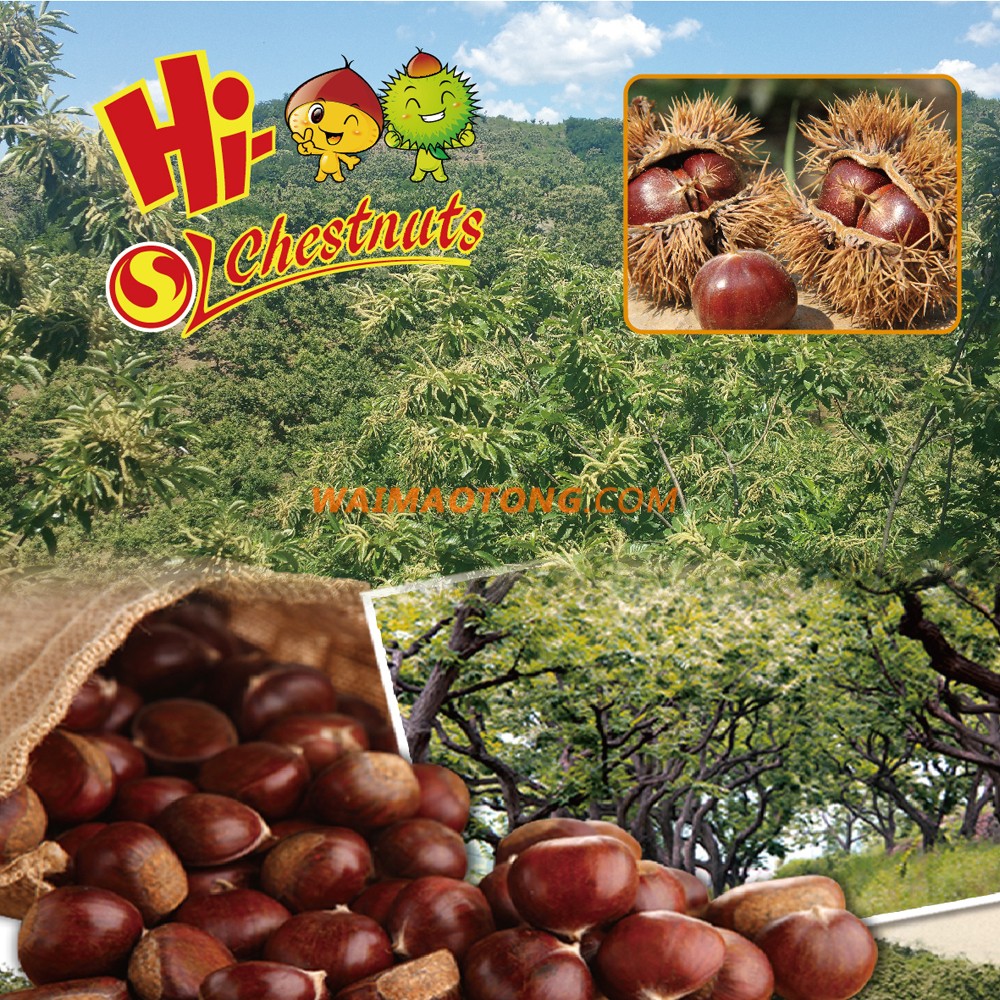 Organic Nut & Kernel Snacks Food---ready to eat chestnuts snacks