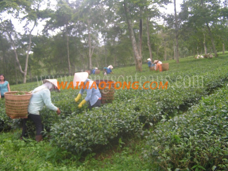 High mountain Black tea from Vietnam