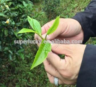 2017 yunnan Raw Pu Er Cake Puer Tea Puerh Pu'er Tea Pu-erh tea