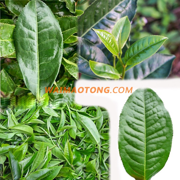 100g organic Yunnan high quality and tasty Ripe puer tea Chinese famous tuocha