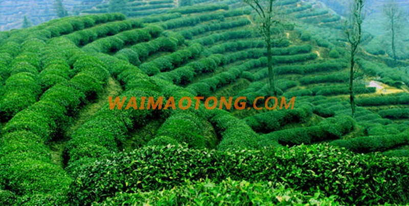 Famous Yellow Tea Huo Shan Huang Ya