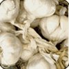 White Common Fresh Garlic