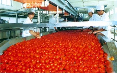 High Quality Best Selling Fresh Raw Material size 70g -4500g Canned tomato paste