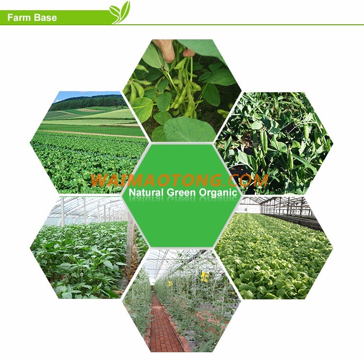 Low price frozen vegetable bulk iqf frozen green peas in dubai