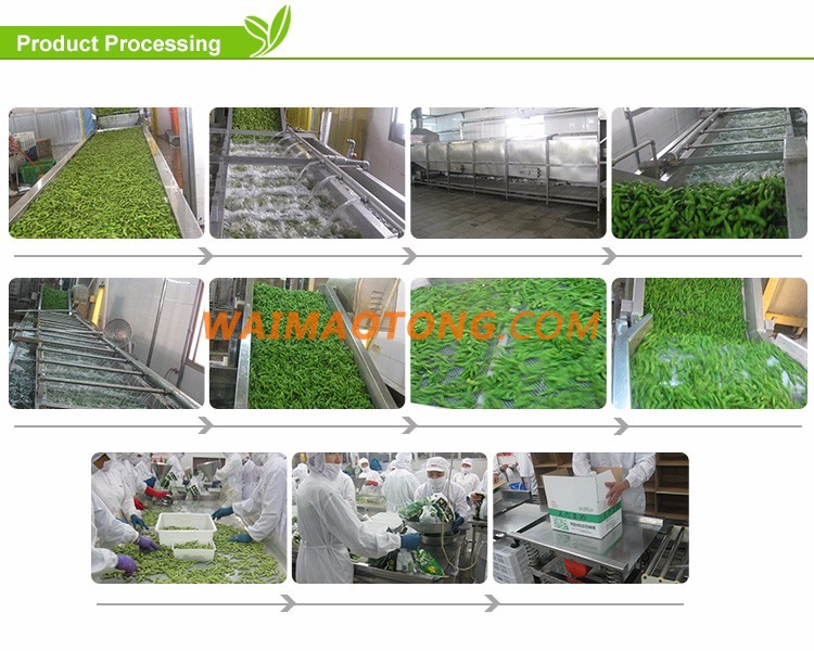 Low price frozen vegetable bulk iqf frozen green peas in dubai