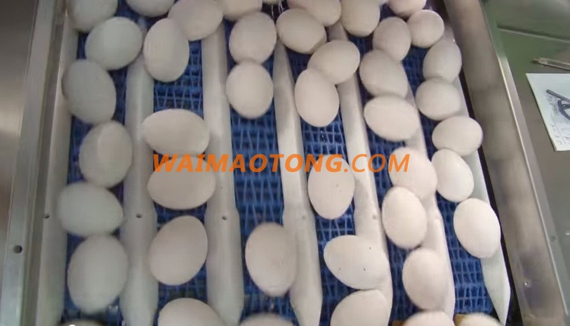 FRESH CHICKEN EGGS WHITE / BROWN FOR SALE