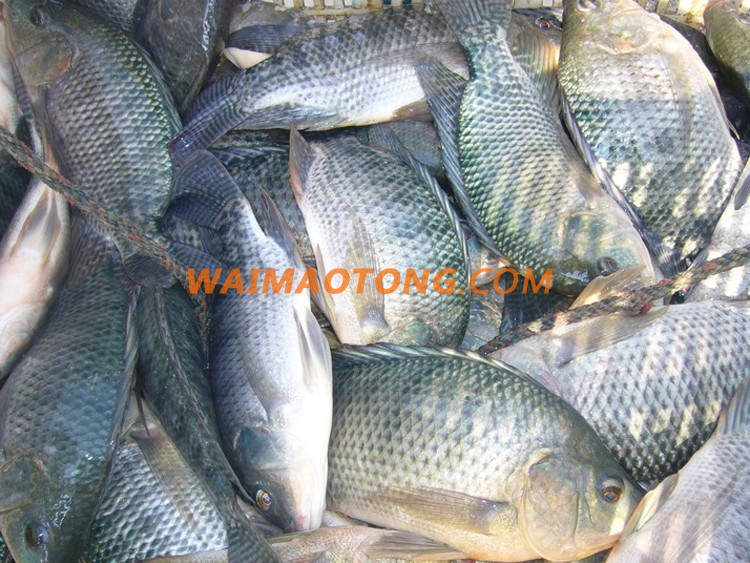 High Quality Seafood Product Red and Black Frozen Tilapia