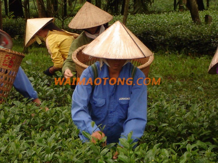 100% Natural Green tea from Vietnam