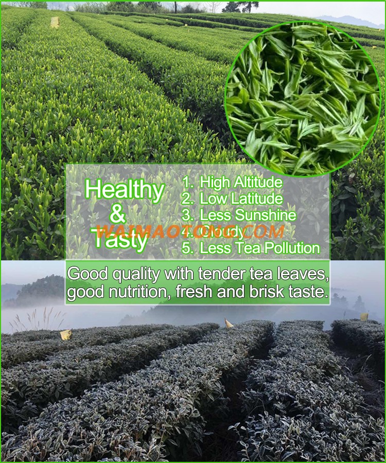 Factory Price organic Chinese green tea with tea service