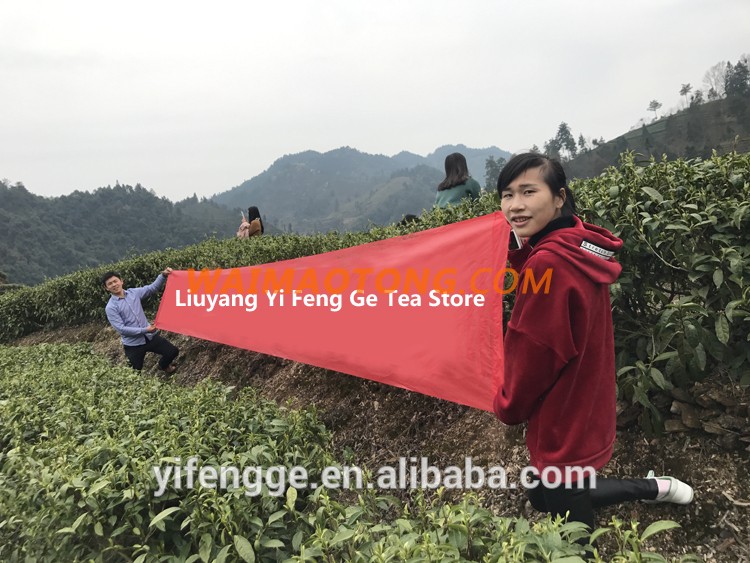 Chinese supplier natural healthy tea extract bubble tea chines figue Old tree White rooibos Tea