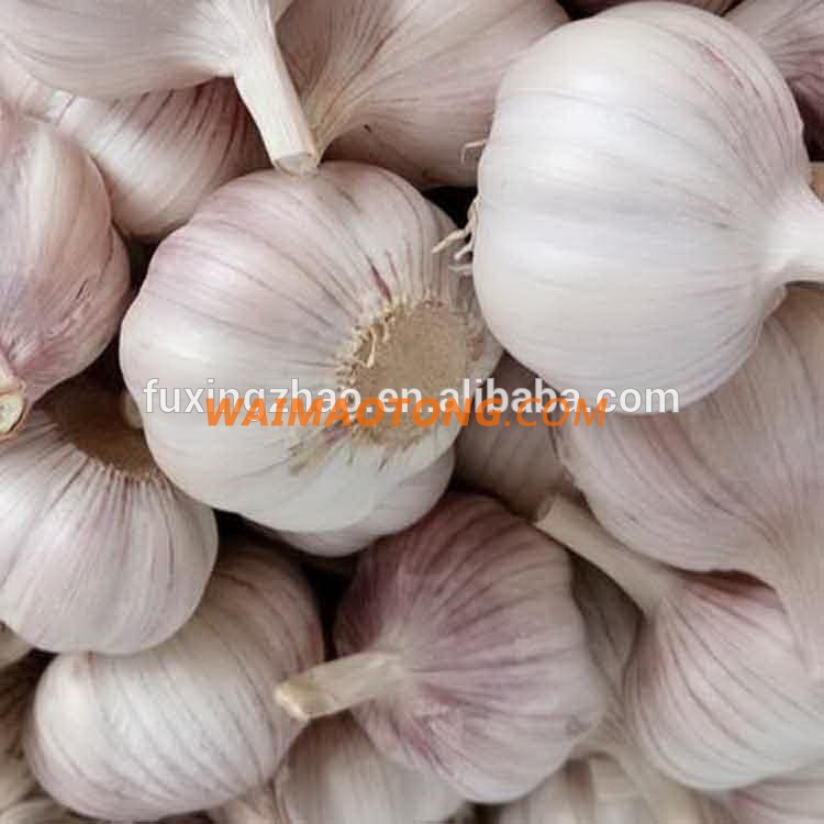 Fresh New Garlic Natural Garlic Chinese Garlic Wholesale