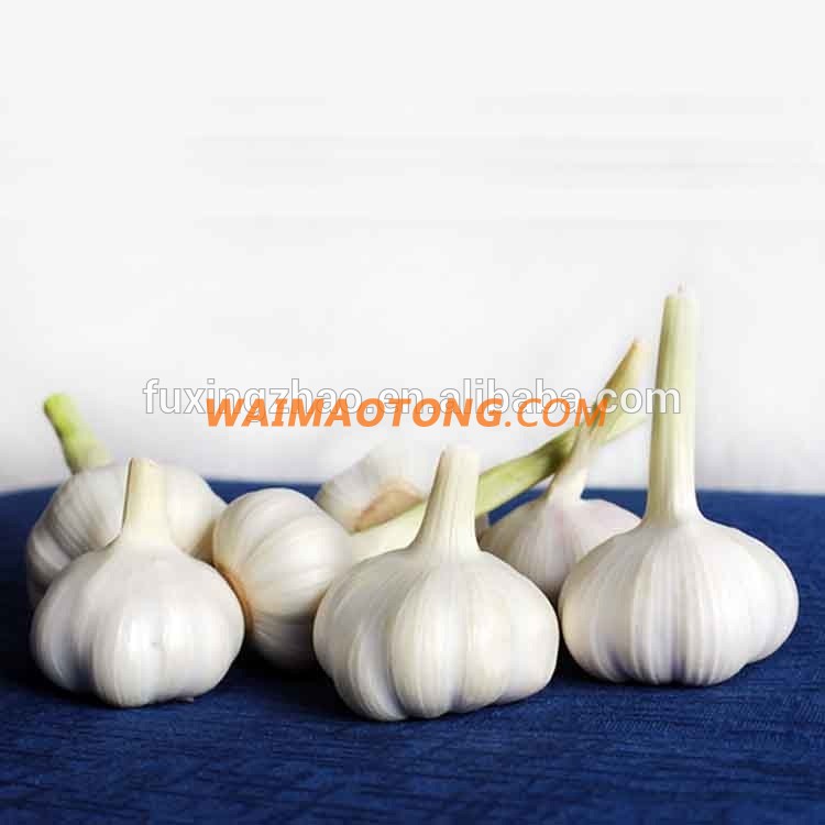 Fresh New Garlic Natural Garlic Chinese Garlic Wholesale