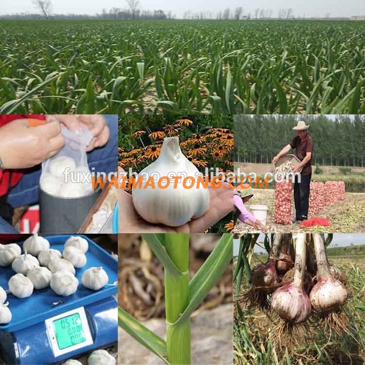 Fresh New Garlic Natural Garlic Chinese Garlic Wholesale