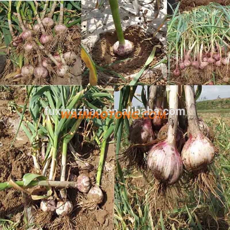 Fresh New Garlic Natural Garlic Chinese Garlic Wholesale